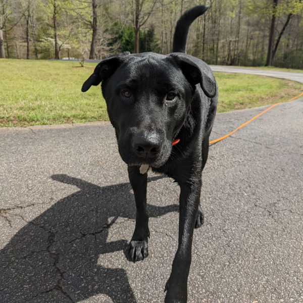 a black lab is walking towards the camera